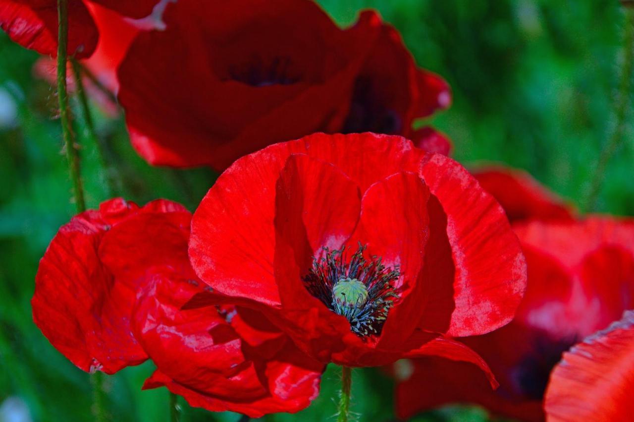 בודפשט Poppy Flower Apartment מראה חיצוני תמונה